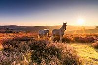 Goldener Sonnenaufgang, Pferde und lila Heidekraut ..wow!