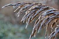 Légère gelée sur le panache du roseau