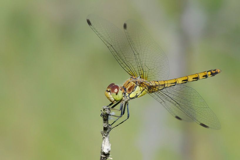 Braunrot heidelibel von Petra Vastenburg