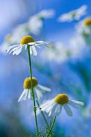 Fresh-Chamomile
