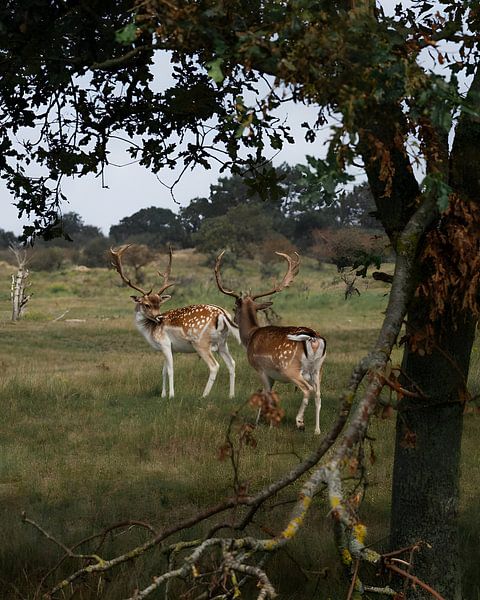 Daim dans un paysage de dunes par Visuals by Justin