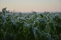 winterlandschap in Limburg