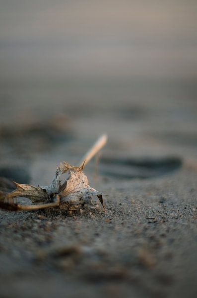 Weathered par Dick Nieswaag