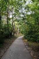 Wald bei Schoorl