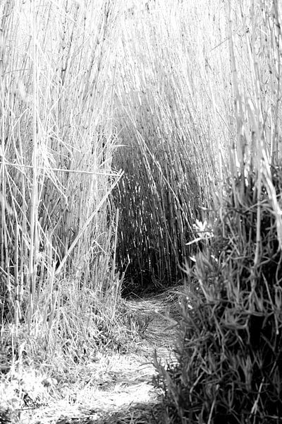 The littoral in Saint-Tropez by Tom Vandenhende