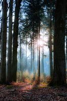 Small treasures - Kleine schatten