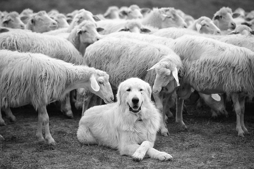 Der Boss von Lucian Constantin