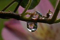 ROZE BLOEM GEREFLECTEERD IN WATERDRUPPELS