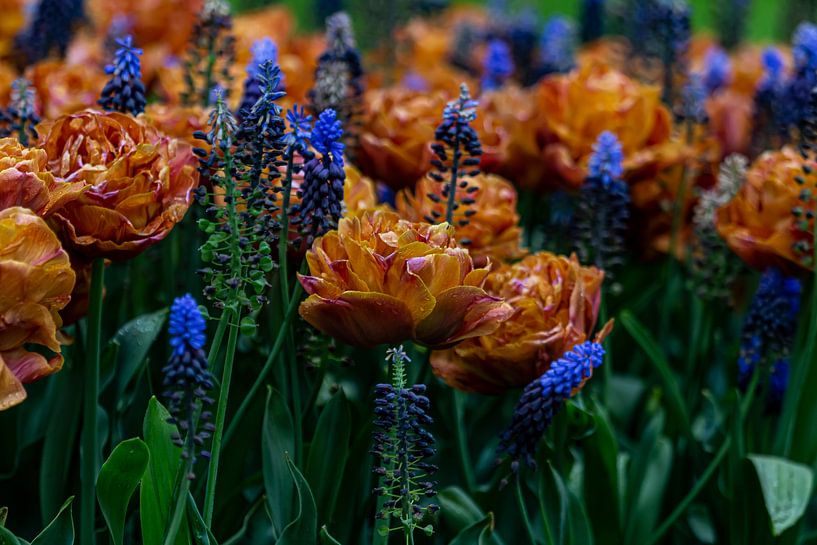 Vorderansicht von orangefarbenen Tulpen und blauen Blumen von Saskia S