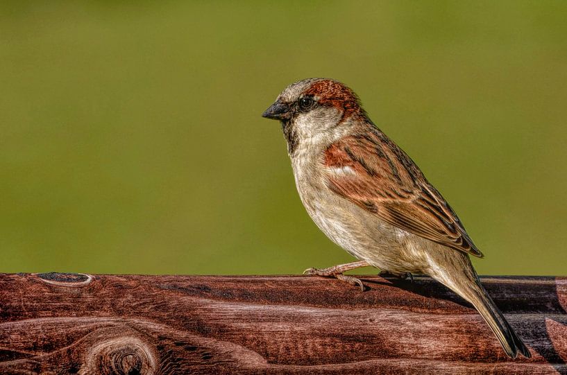 Huismus von Leo Huijzer