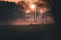Sunrise in Nijreesbos, Almelo with warm sunshine and fog