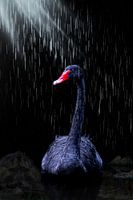 Black Swan ( Rain )