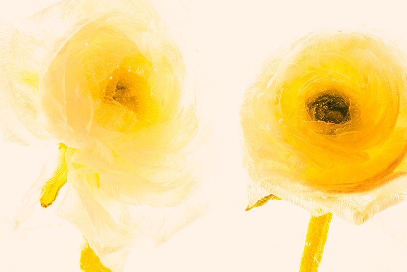 Renoncules dans la glace 3 orange par Marc Heiligenstein