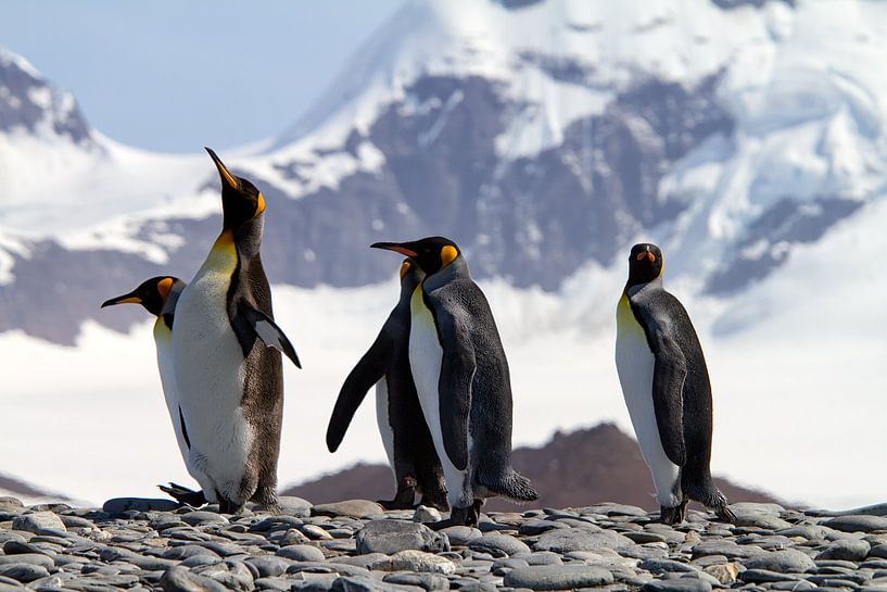 King Penguins South Georgia by Angelika Stern