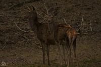 deer (hindes)