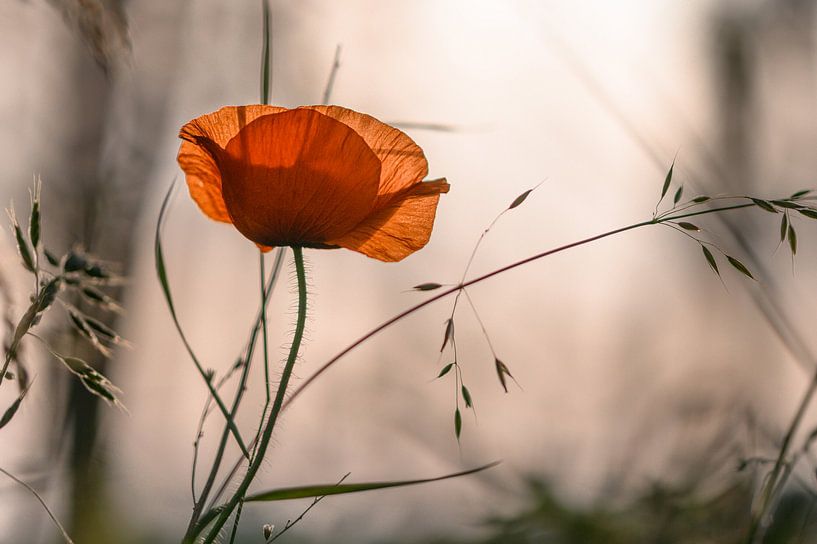 Mohnblume im Abendlicht von Kurt Krause