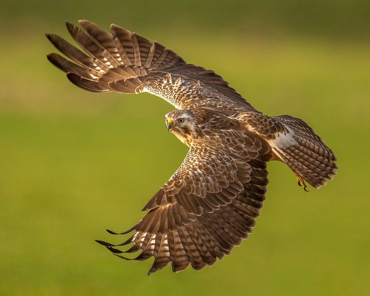 Buse en vol par Erik Veldkamp
