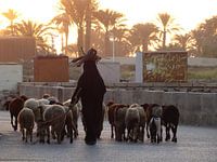 Schaapherder Egypte met takken op het hoofd
