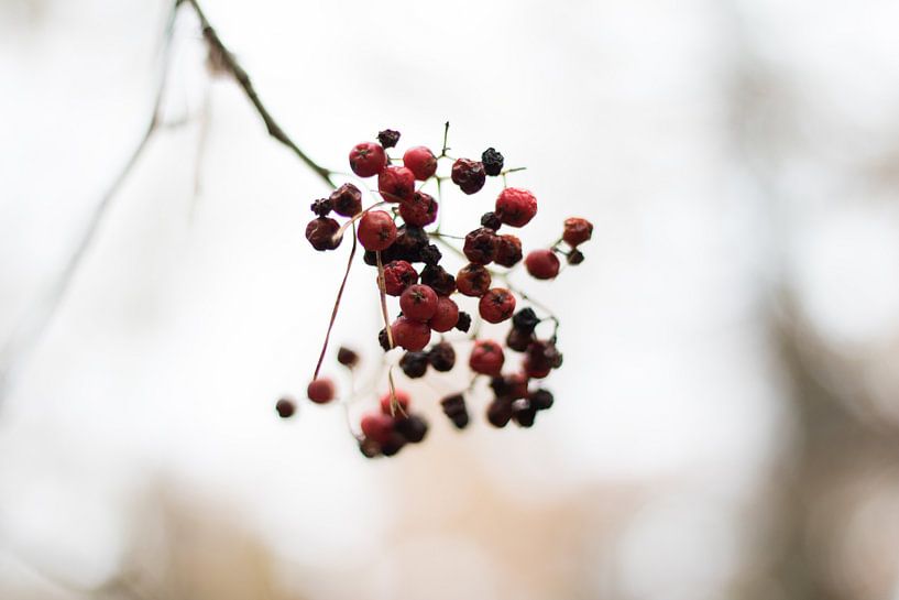 Die Pixel-Ecke - Beerenzweig von Denise