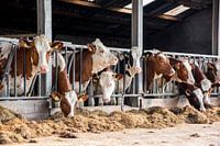 Red and white cows in the farm barn