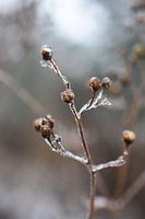 icy plant