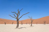 Deadvlei, Baumskelette in einer trostlosen DünenlandschaftDeadvlei / Dodevlei: eine weiße Lehmebene