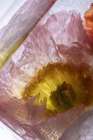 Isländischer Mohn in kristallklarem Eis 3