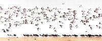 Flight of oystercatchers on beach