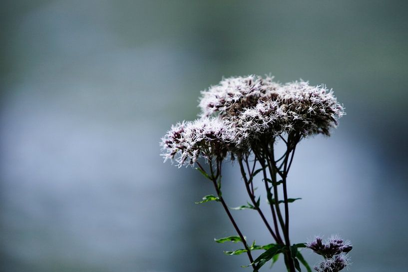 Natuur detail by Anouk Timmerman