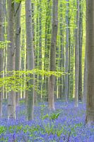 Morning, the Haller forest with forest hyacinths