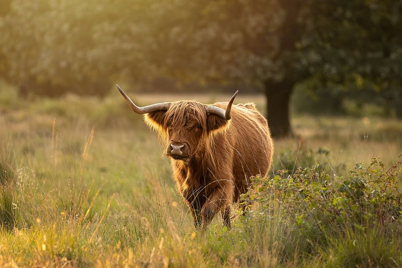 Schottische Hochlandkuh in der Abendsonne von KB Design & Photography (Karen Brouwer)