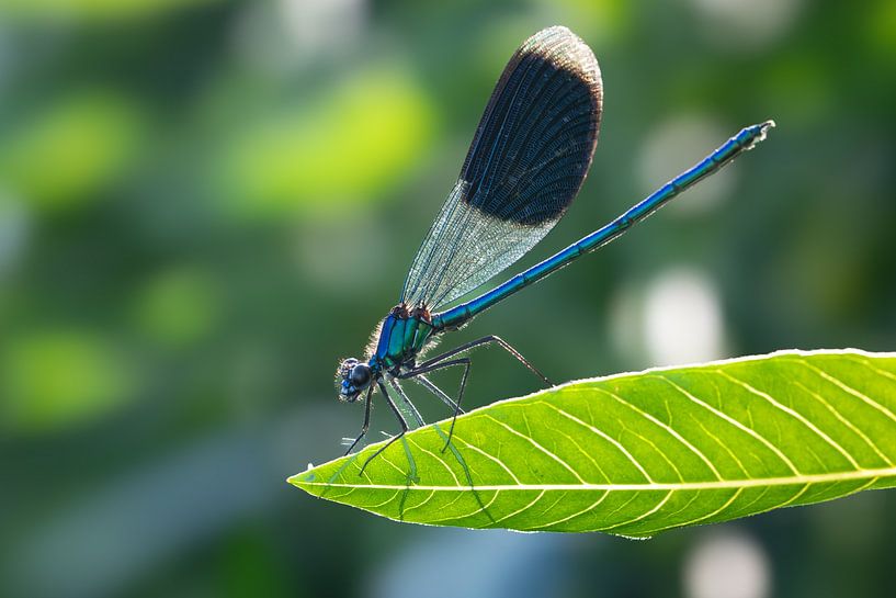 Demoiselle des prés / Demoiselle des prés par Lex van Doorn