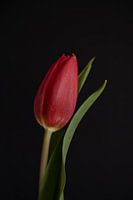 Rote Tulpe Nahaufnahme