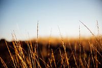 Coucher de soleil sur le Hoge Veluwe