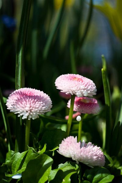 Milchperle von Helga Novelli