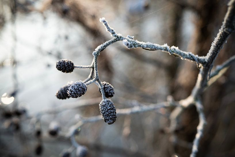 Frost von Mariette Kranenburg