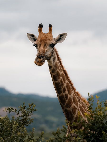Afrikanische Landschaft mit Giraffe im Krügerpark von Ian Schepers