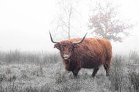 Schottischer Hochländer (7)