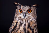 Owl - European Oehoe