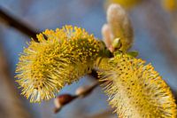 Blühendes Weidenkätzchen mit Pollen