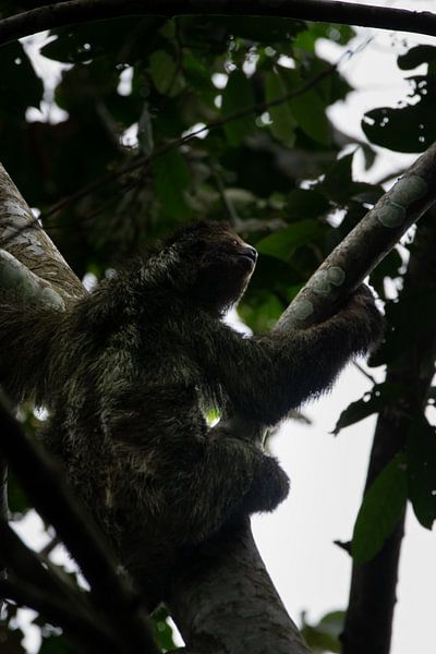 Paresseux - Le symbole de la tranquillité dans les parcs nationaux du Costa Rica par Rick Massar