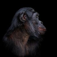 Bonobo Seitenprofilfoto