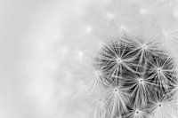 Black and white photograph of a deadheaded dandelion