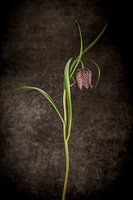 Lapwing flower fritillaria