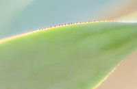 Abstract detail van een cactus met oranje stekels