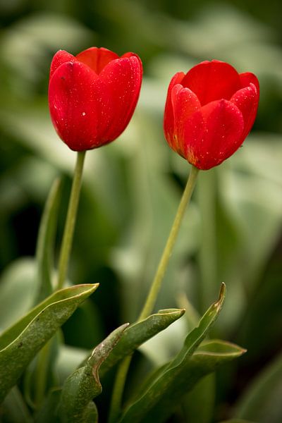two red tulips | botanical fine art design | nature photo by Karijn | Fine art Natuur en Reis Fotografie