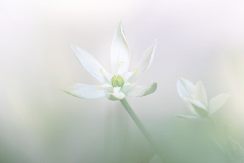 Lait d'oiseau - Ornithogalum par Karin Bijpost