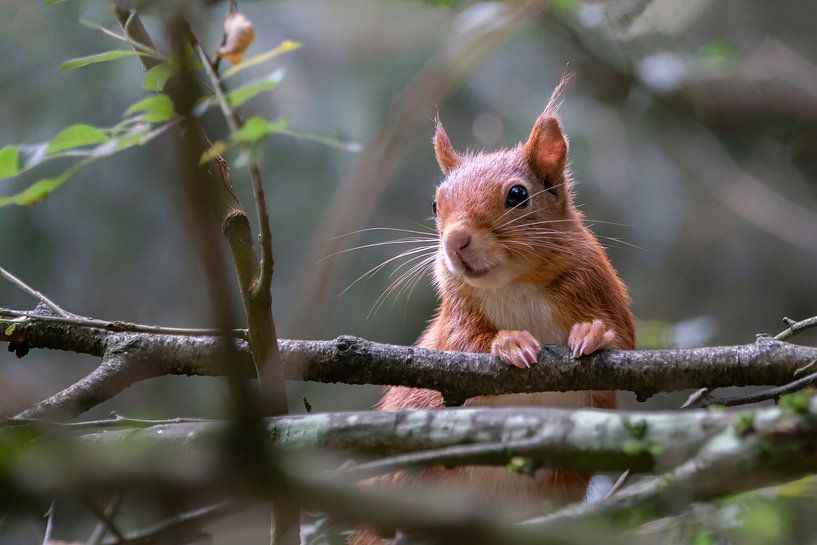 Curious squirrel. by Albert Beukhof