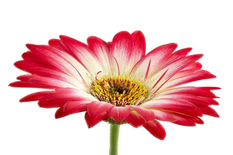 Gerbera blanc/rose par Tanja van Beuningen