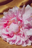 Gros plan sur le velours de pivoine